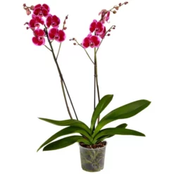 Gartenkrone Schmetterlingsorchidee, Phalaenopsis Hybrid, Blüte: Mehrfarbig, Im Topf -Wohnen Wohndeko Verkäufe unnamed file 6768