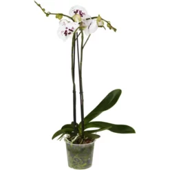 Gartenkrone Schmetterlingsorchidee, Phalaenopsis Hybrid, Blüte: Mehrfarbig, Im Topf -Wohnen Wohndeko Verkäufe unnamed file 6769