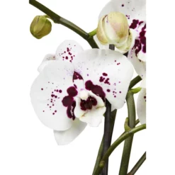 Gartenkrone Schmetterlingsorchidee, Phalaenopsis Hybrid, Blüte: Mehrfarbig, Im Topf -Wohnen Wohndeko Verkäufe unnamed file 6771