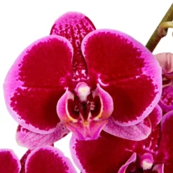 Gartenkrone Schmetterlingsorchidee, Phalaenopsis Hybrid, Blüte: Mehrfarbig, Im Topf -Wohnen Wohndeko Verkäufe unnamed file 6773