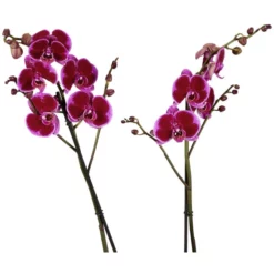 Gartenkrone Schmetterlingsorchidee, Phalaenopsis Hybrid, Blüte: Mehrfarbig, Im Topf -Wohnen Wohndeko Verkäufe unnamed file 6775