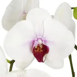 Gartenkrone Schmetterlingsorchidee, Phalaenopsis Hybrid, Blüte: Mehrfarbig, Im Topf -Wohnen Wohndeko Verkäufe unnamed file 6776