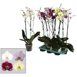 Gartenkrone Schmetterlingsorchidee, Phalaenopsis Hybrid, Blüte: Mehrfarbig, Im Topf -Wohnen Wohndeko Verkäufe unnamed file 6777