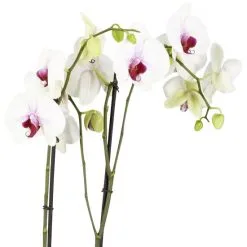 Gartenkrone Schmetterlingsorchidee, Phalaenopsis Hybrid, Blüte: Mehrfarbig, Im Topf -Wohnen Wohndeko Verkäufe unnamed file 6778