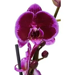 Gartenkrone Schmetterlingsorchidee, Phalaenopsis Hybrid, Blüte: Mehrfarbig, Im Topf -Wohnen Wohndeko Verkäufe unnamed file 6779