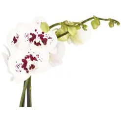 Gartenkrone Schmetterlingsorchidee, Phalaenopsis Hybrid, Blüte: Mehrfarbig, Im Topf -Wohnen Wohndeko Verkäufe unnamed file 6780