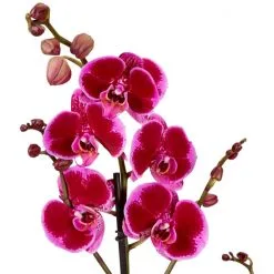 Gartenkrone Schmetterlingsorchidee, Phalaenopsis Hybrid, Blüte: Mehrfarbig, Im Topf -Wohnen Wohndeko Verkäufe unnamed file 6781