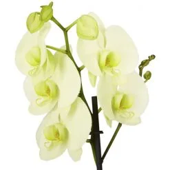 Gartenkrone Schmetterlingsorchidee, Phalaenopsis Hybrid, Blüte: Mehrfarbig, Im Topf -Wohnen Wohndeko Verkäufe unnamed file 6785