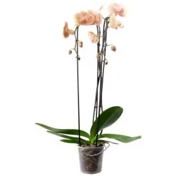 Schmetterlingsorchidee, Phalaenopsis Cascade, Blüte: Orange, Mit 2 Trieben