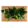 Pflanzenbild »Flowerwall«, BxHxT: 55 X 33 X 22 Cm, Braun -Wohnen Wohndeko Verkäufe unnamed file 679