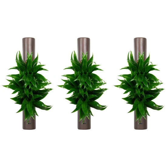 Flowerbox Wandbegrünung, BxHxT: 6,5 X 40 X 6,5 Cm, Braun 3 Flowerbox Wandbegrünung, BxHxT: 6,5 X 40 X 6,5 Cm, Braun