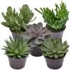 Sukkulente, Sukkulenten, Grün 1 Sukkulente, Sukkulenten, Grün -Wohnen Wohndeko Verkäufe unnamed file 6791