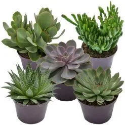 Sukkulente, Sukkulenten, Grün