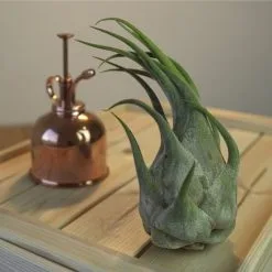 Luftnelke, Tillandsia Seleriana, Grün, Blüten: Gelb -Wohnen Wohndeko Verkäufe unnamed file 6794