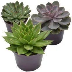 Sukkulente, Echeveria Echeveria, Grün