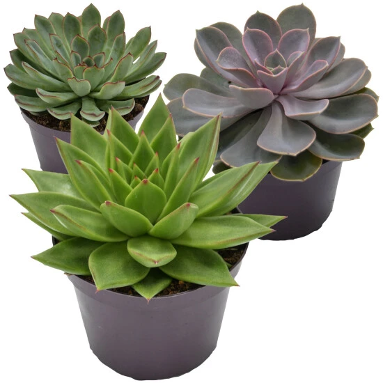 Sukkulente, Echeveria Echeveria, Grün 3 Sukkulente, Echeveria Echeveria, Grün