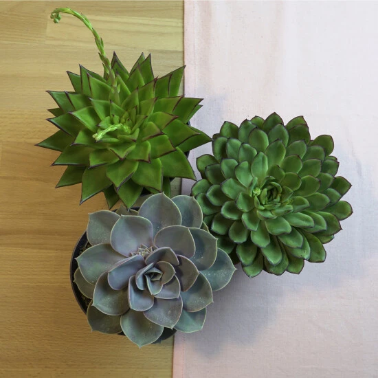 Sukkulente, Echeveria Echeveria, Grün 4 Sukkulente, Echeveria Echeveria, Grün – Bild 2