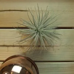 Luftnelke, Tillandsia Tectorum »Snow«, Silbergrün -Wohnen Wohndeko Verkäufe unnamed file 6798