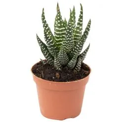 Sukkulente Hawothia Kaktus, Haworthia Fasciata, Mehrfarbig, Blüten: Mehrfarbig