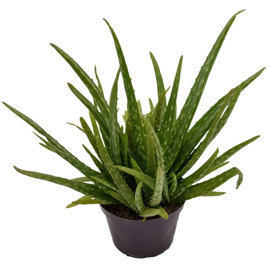 Sukkulente Echte Aloe, Aloe Vera, Grün, Blüten: Gelb 3 Sukkulente Echte Aloe, Aloe Vera, Grün, Blüten: Gelb