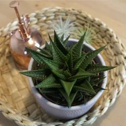 Sukkulente Haworthie, Haworthia Limifolia »Haworthia Limifolia«, Grün, Blüten: Weiß