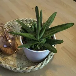 Sukkulente Gasterie, Gasteria Cv. »Little Warty«, Grün, Blüten: Orange -Wohnen Wohndeko Verkäufe unnamed file 6804