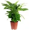 Korbmarante, Calathea, Im Topf