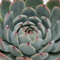 Sukkulente Echeverie, Echeveria Chihuahuaensis, Grün, Blüten: Pink -Wohnen Wohndeko Verkäufe unnamed file 6811