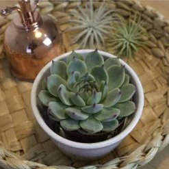 Sukkulente Echeverie, Echeveria Chihuahuaensis, Grün, Blüten: Pink -Wohnen Wohndeko Verkäufe unnamed file 6812