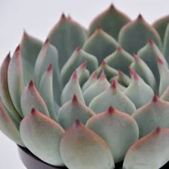 Sukkulente Echeverie, Echeveria Chihuahuaensis, Grün, Blüten: Pink -Wohnen Wohndeko Verkäufe unnamed file 6813