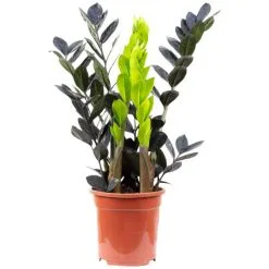 Glücksfeder, Zamioculcas Zamiifolia, Im Kunststoff-Kulturtopf
