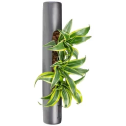 Pflanzen In Keramik, BxHxT: 40 X 6,5 X 22 Cm, Grau