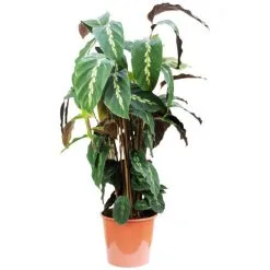 Korbmarante, Calathea, Im Topf -Wohnen Wohndeko Verkäufe unnamed file 6820