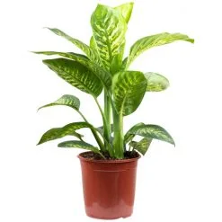 Dieffenbachie, Dieffenbachia Amoena, Im Kunststoff-Kulturtopf