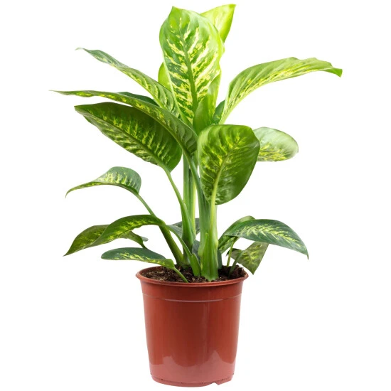 Dieffenbachie, Dieffenbachia Amoena, Im Kunststoff-Kulturtopf 3 Dieffenbachie, Dieffenbachia Amoena, Im Kunststoff-Kulturtopf