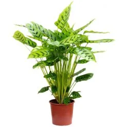 Korbmarante, Calathea Leopardina »Leopardina«, Im Kunststoff-Kulturtopf