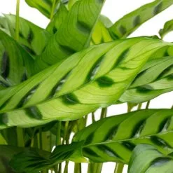 Korbmarante, Calathea Leopardina »Leopardina«, Im Kunststoff-Kulturtopf -Wohnen Wohndeko Verkäufe unnamed file 6826