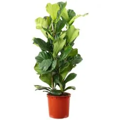 Geigenfeige, Ficus Lyrata, Im Kunststoff-Kulturtopf