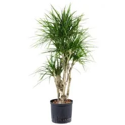 Drachenbaum, Dracaena Marginata, Im Kunststoff-Kulturtopf