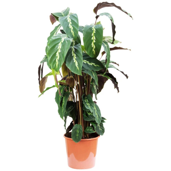 Korbmarante, Calathea Mauiqueen »Mauiqueen«, Im Kunststoff-Kulturtopf 3 Korbmarante, Calathea Mauiqueen »Mauiqueen«, Im Kunststoff-Kulturtopf