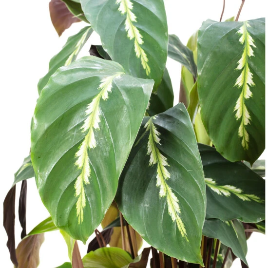 Korbmarante, Calathea Mauiqueen »Mauiqueen«, Im Kunststoff-Kulturtopf 4 Korbmarante, Calathea Mauiqueen »Mauiqueen«, Im Kunststoff-Kulturtopf – Bild 2