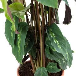 Korbmarante, Calathea Mauiqueen »Mauiqueen«, Im Kunststoff-Kulturtopf 7 Korbmarante, Calathea Mauiqueen »Mauiqueen«, Im Kunststoff-Kulturtopf -Wohnen Wohndeko Verkäufe unnamed file 6837