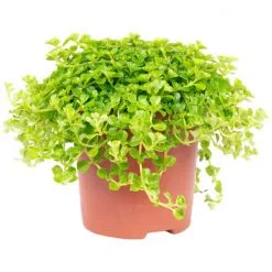 Kanonierblume, Pilea Depressa, Im Kunststoff-Kulturtopf