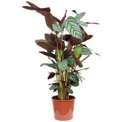 Korbmarante, Calathea Compactstar »Compactstar«, Im Kunststoff-Kulturtopf