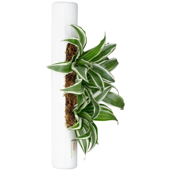 Pflanzen In Keramik, BxHxT: 40 X 6,5 X 22 Cm, Weiß 3 Pflanzen In Keramik, BxHxT: 40 X 6,5 X 22 Cm, Weiß