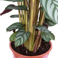 Korbmarante, Calathea Compactstar »Compactstar«, Im Kunststoff-Kulturtopf -Wohnen Wohndeko Verkäufe unnamed file 6841