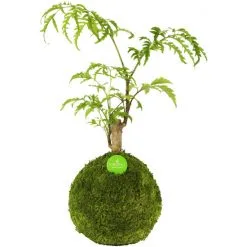 Kibonu Fiederaralie, Polyscias Fruticosa »Polyscias Fruticosa«