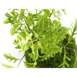 Kibonu Fiederaralie, Polyscias Fruticosa »Polyscias Fruticosa« -Wohnen Wohndeko Verkäufe unnamed file 6849