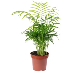 Bergpalme Chamadorea Elegans