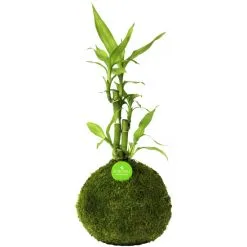 Kibonu Glücksbambus, Lucky Bamboo »Lucky Bmboo«